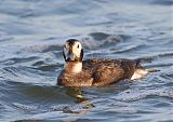 Long-tailed Duckborder=